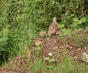 Gray Francolin family