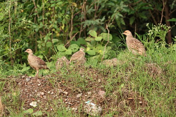Gray Francolin family