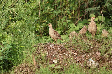 Gray Francolin family