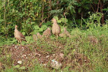 Gray Francolin family