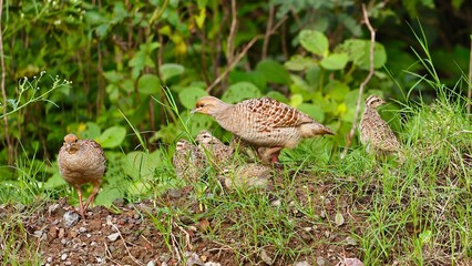 Gray Francolin family