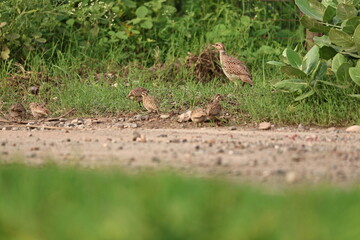 Gray Francolin family