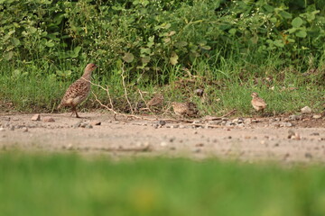 Gray Francolin family