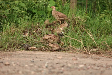 Gray Francolin family