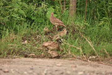 Gray Francolin family