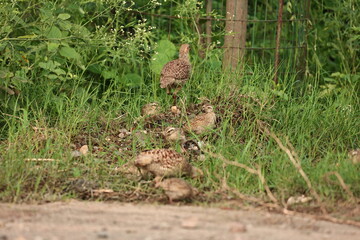 Gray Francolin family