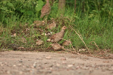 Gray Francolin family