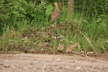 Gray Francolin family