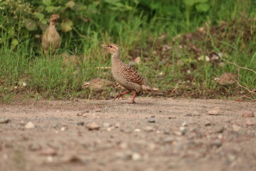 Gray Francolin family