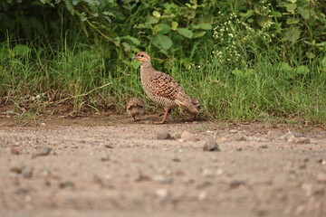 Gray Francolin family