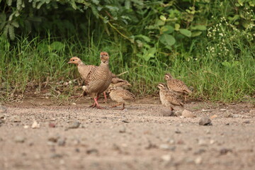 Gray Francolin family