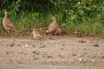 Gray Francolin family