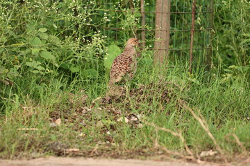 Gray Francolin family