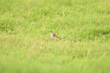 bird on the grass