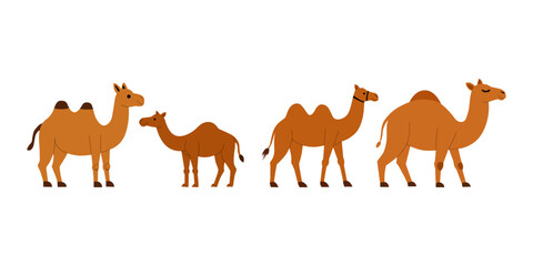 flat vector set of camel animal illustrations