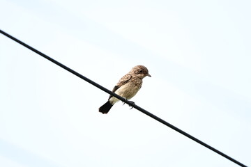 Pied Bushchat Juvenile