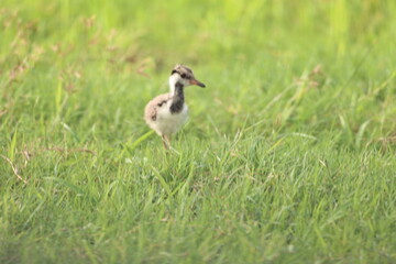 Red Wattled Lapwing Juvenile