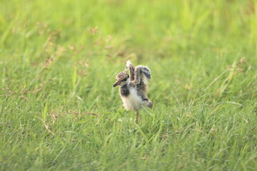 Red Wattled Lapwing Juvenile