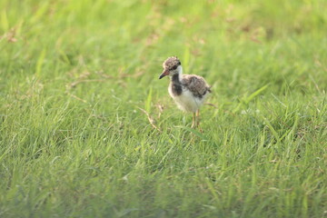 Red Wattled Lapwing Juvenile