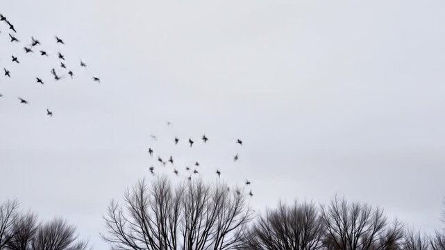 Flock of birds flying above bare trees in winter sky  