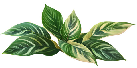 Naklejka premium Prayer Plant with Folded Leaves Tropical Houseplant Botanical Transparent Background