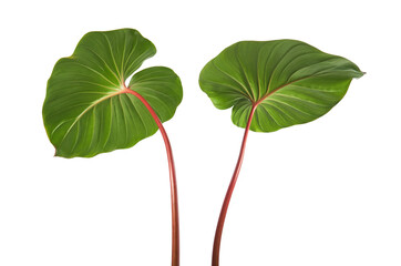Homalomena foliage, Green leaf with red petioles isolated on white background, with clipping path  