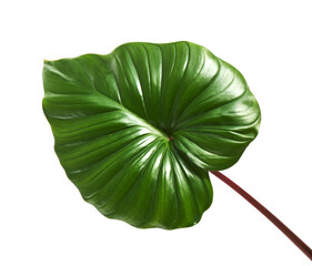 Homalomena foliage, Green leaf with red petioles isolated on white background, with clipping path   © DEWINs