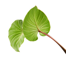 Homalomena foliage, Green leaf with red petioles isolated on white background, with clipping path   © DEWINs