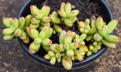 Crassula herrei mature succulent plant