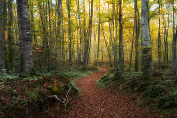 Obraz premium Bosques con niebla