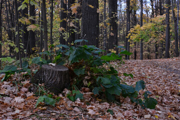 Forest Scene with Stump and Fallen Leaves and a path low angle