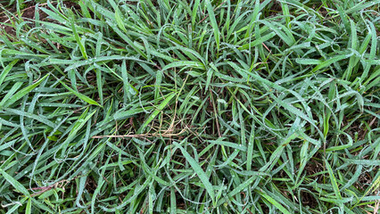 Top View of Mixed Green and Brown Grass Texture