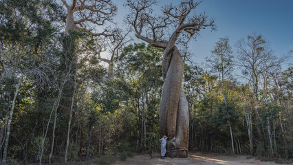 Unique trees- baobabs in love. The thick trunks were tightly intertwined, hugging each other....