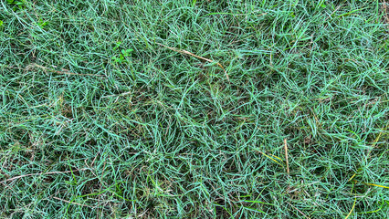 Top View of Mixed Green and Brown Grass Texture