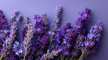 Fototapeta premium Purple Lavender Flowers in Flat Lay Arrangement, Beautiful Floral Background for Decorative Purposes