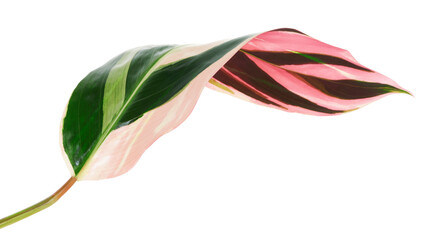Stromanthe triostar leaf, Tropical foliage isolated on white background, with clipping path   © DEWINs