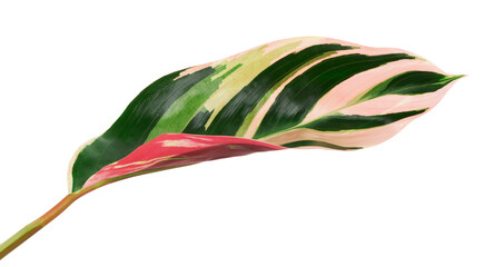 Stromanthe triostar leaf, Tropical foliage isolated on white background, with clipping path   © DEWINs