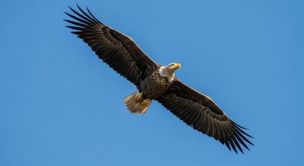 Obraz premium eagle in flight