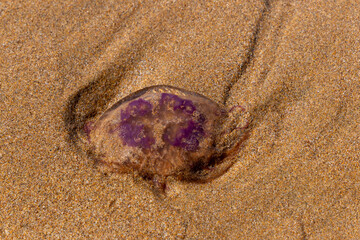 Eine angespülte Ohrenqualle am Sandstrand von Sidi Kaouki in Marokko