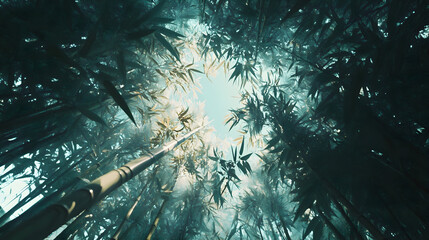 fish eye view