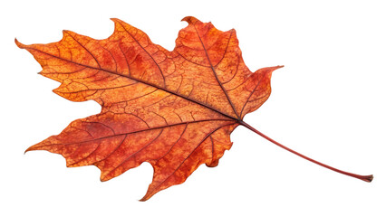 Obraz premium Autumn leaf isolated on transparent background
