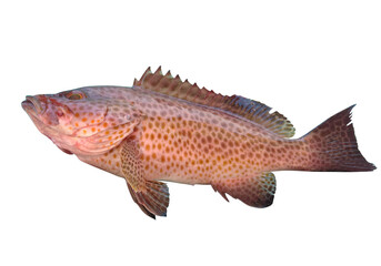 brown dot grouper fish