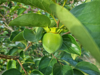 It is a persimmon tree with unripe persimmons.