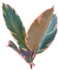 A close-up of a watercolor rubber tree leaf.