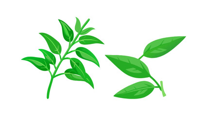 Vector illustration of fresh green leaves foliage plant herbal organic botanical design element for decoration