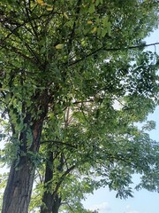 two locust trees and the blue sky