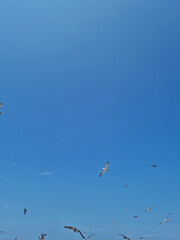 It is a blue sky and a flock of flying seagulls.