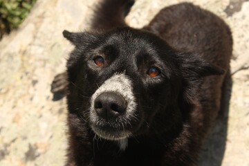 Clear hazel colored eyed black dog