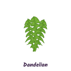 Dandelion green leaves, salad vector illustration