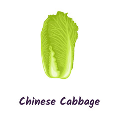 Chinese cabbage, vegetable for vegetarian salad. Vector illustration.